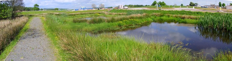 Large grassy wetland feature next to a footpath