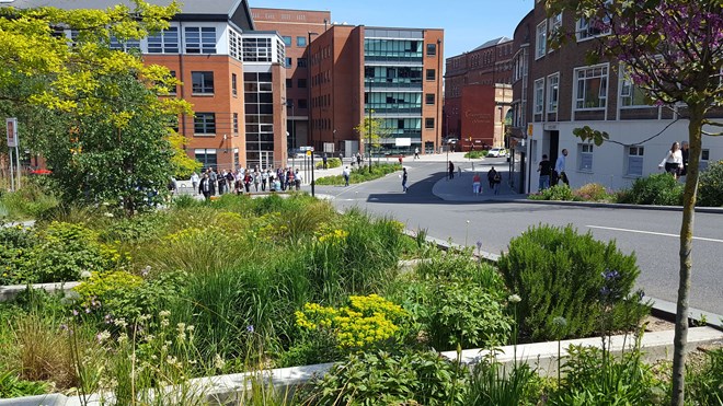 Trees and SuDS retrofitted into urban street. Wide roadside kerb planted with plants and grasses.