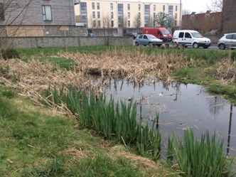 Houses overlooking wetland in new development