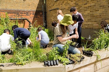 School children and teachers planting a raingarden