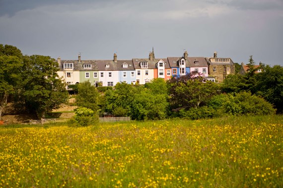 Wild meadow with yellow flowers and colourful houses behind