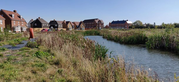 Houses overlooking river with bullrushes