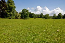 Grassy park with trees on sunny day