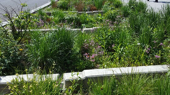 Wide roadside kerb planted with plants, grasses and purple flowers