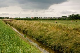 Drainage channel in grassy field